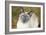 Blue Point Siamese Cat Sitting on Grass-null-Framed Photographic Print