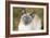 Blue Point Siamese Cat Sitting on Grass-null-Framed Photographic Print