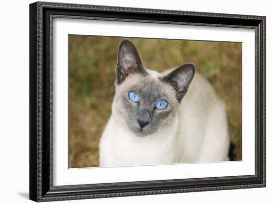 Blue Point Siamese Cat Sitting on Grass-null-Framed Photographic Print