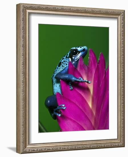 Blue Poison Dart Frog Aka Okopipi, Surinam-Adam Jones-Framed Photographic Print