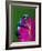 Blue Poison Dart Frog Aka Okopipi, Surinam-Adam Jones-Framed Photographic Print