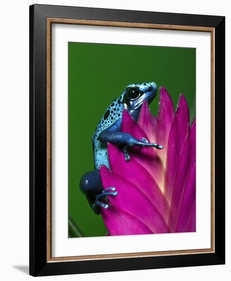 Blue Poison Dart Frog Aka Okopipi, Surinam-Adam Jones-Framed Photographic Print