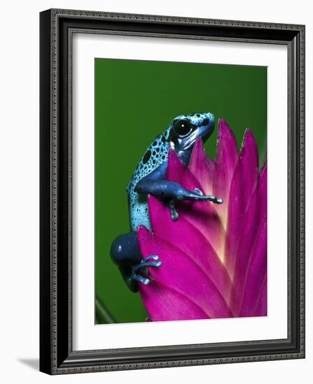 Blue Poison Dart Frog Aka Okopipi, Surinam-Adam Jones-Framed Photographic Print