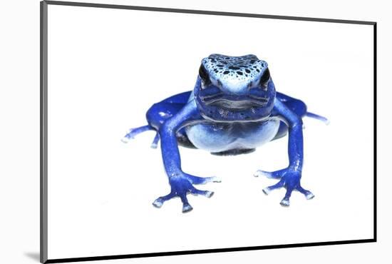 Blue Poison Dart Frog (Dendrobates Tinctorius Azureus) Portrait, Captive-Jp Lawrence-Mounted Photographic Print