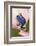 Blue poison dart frog, or Blue azureus-Adam Jones-Framed Photographic Print