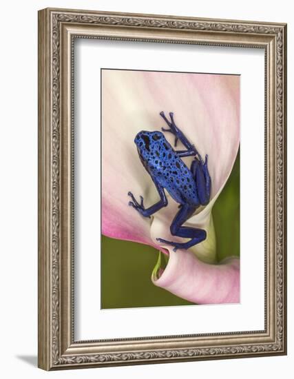 Blue poison dart frog, or Blue azureus-Adam Jones-Framed Photographic Print