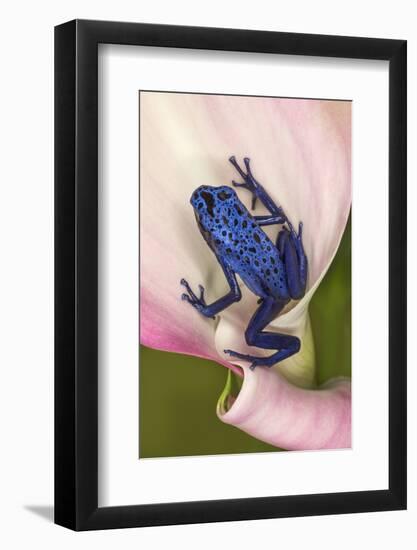 Blue poison dart frog, or Blue azureus-Adam Jones-Framed Photographic Print