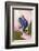 Blue poison dart frog, or Blue azureus-Adam Jones-Framed Photographic Print