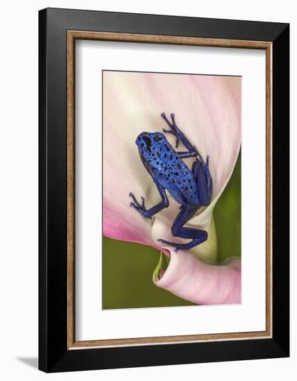 Blue poison dart frog, or Blue azureus-Adam Jones-Framed Photographic Print