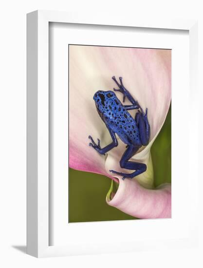 Blue poison dart frog, or Blue azureus-Adam Jones-Framed Photographic Print