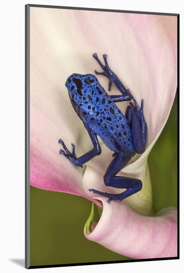 Blue poison dart frog, or Blue azureus-Adam Jones-Mounted Photographic Print