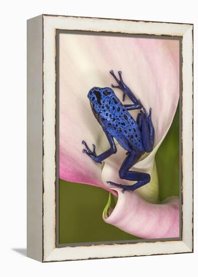 Blue poison dart frog, or Blue azureus-Adam Jones-Framed Premier Image Canvas