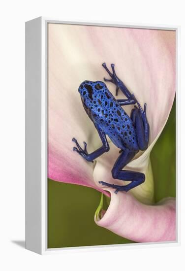 Blue poison dart frog, or Blue azureus-Adam Jones-Framed Premier Image Canvas