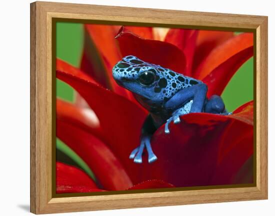 Blue Poison Dart Frog, Surinam-Adam Jones-Framed Premier Image Canvas