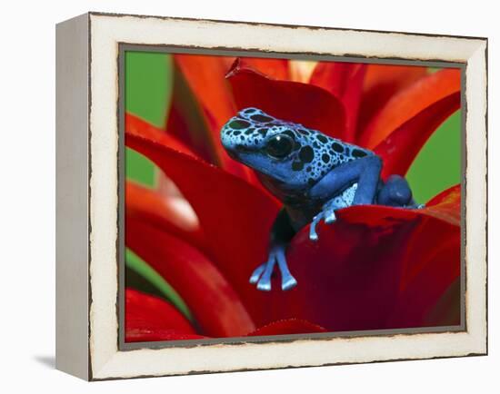 Blue Poison Dart Frog, Surinam-Adam Jones-Framed Premier Image Canvas