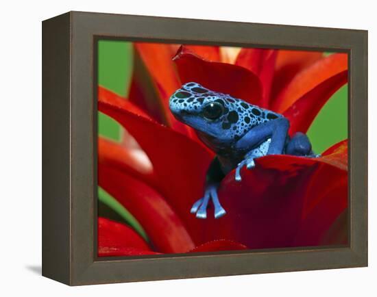 Blue Poison Dart Frog, Surinam-Adam Jones-Framed Premier Image Canvas