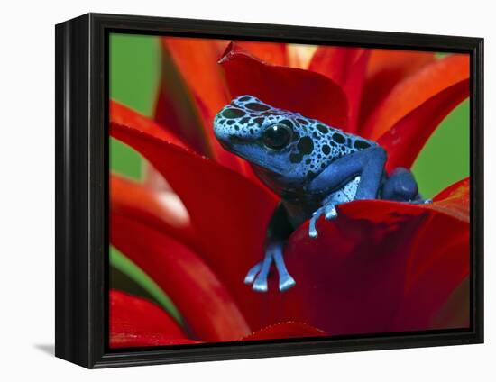 Blue Poison Dart Frog, Surinam-Adam Jones-Framed Premier Image Canvas