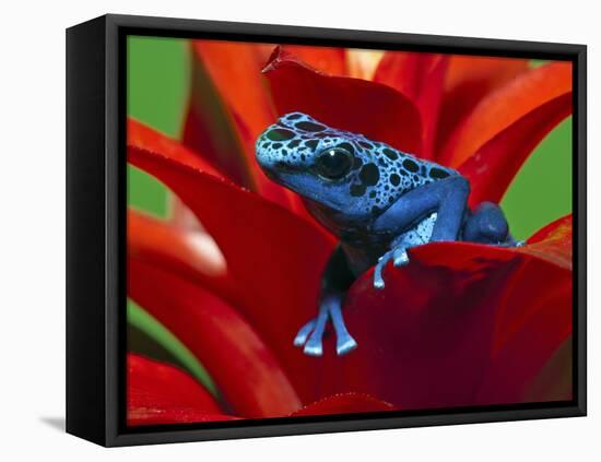 Blue Poison Dart Frog, Surinam-Adam Jones-Framed Premier Image Canvas