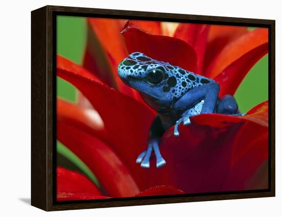 Blue Poison Dart Frog, Surinam-Adam Jones-Framed Premier Image Canvas