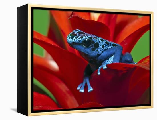 Blue Poison Dart Frog, Surinam-Adam Jones-Framed Premier Image Canvas