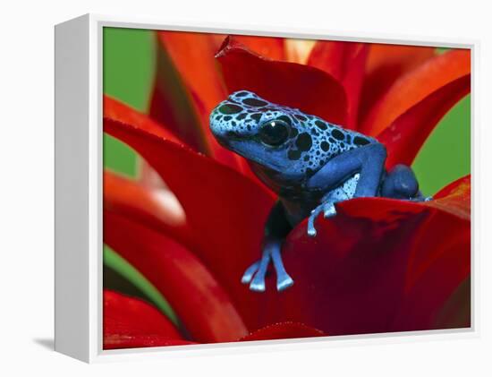 Blue Poison Dart Frog, Surinam-Adam Jones-Framed Premier Image Canvas