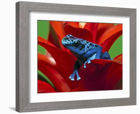 Blue Poison Dart Frog, Surinam-Adam Jones-Framed Photographic Print