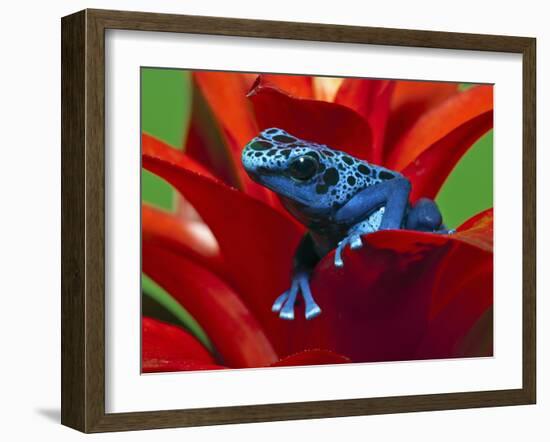 Blue Poison Dart Frog, Surinam-Adam Jones-Framed Photographic Print