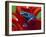 Blue Poison Dart Frog, Surinam-Adam Jones-Framed Photographic Print