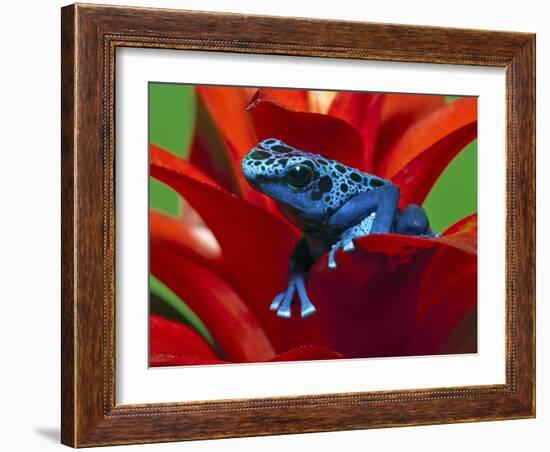 Blue Poison Dart Frog, Surinam-Adam Jones-Framed Photographic Print