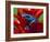 Blue Poison Dart Frog, Surinam-Adam Jones-Framed Photographic Print