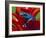 Blue Poison Dart Frog, Surinam-Adam Jones-Framed Photographic Print