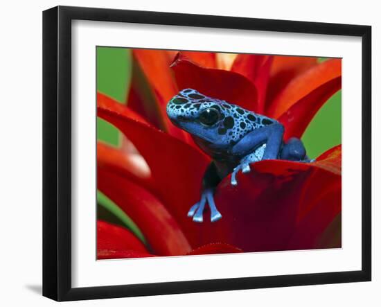 Blue Poison Dart Frog, Surinam-Adam Jones-Framed Photographic Print