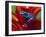 Blue Poison Dart Frog, Surinam-Adam Jones-Framed Photographic Print