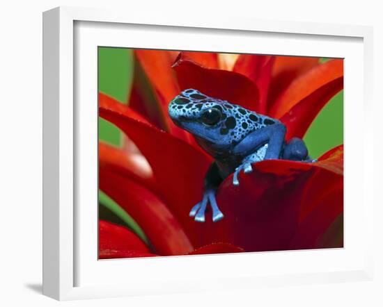 Blue Poison Dart Frog, Surinam-Adam Jones-Framed Photographic Print