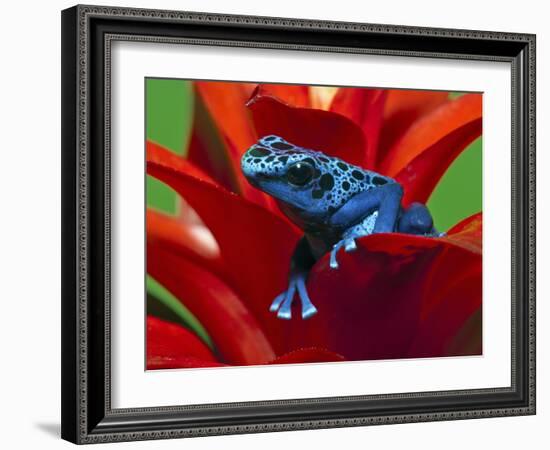 Blue Poison Dart Frog, Surinam-Adam Jones-Framed Photographic Print