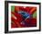 Blue Poison Dart Frog, Surinam-Adam Jones-Framed Photographic Print