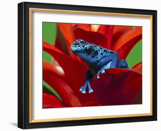 Blue Poison Dart Frog, Surinam-Adam Jones-Framed Photographic Print