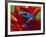 Blue Poison Dart Frog, Surinam-Adam Jones-Framed Photographic Print