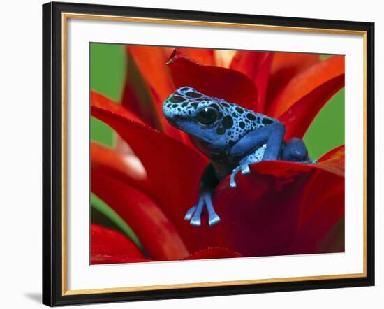 Blue Poison Dart Frog, Surinam-Adam Jones-Framed Photographic Print