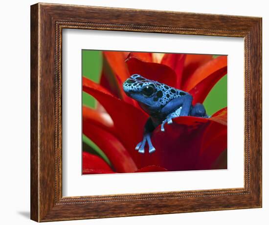 Blue Poison Dart Frog, Surinam-Adam Jones-Framed Photographic Print