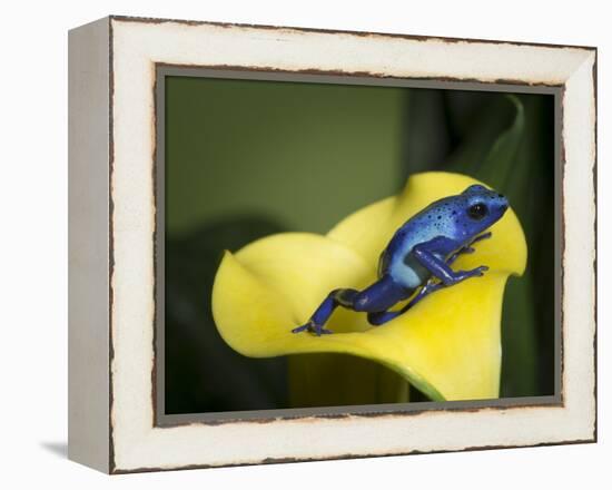 Blue poison dart frog-Maresa Pryor-Framed Premier Image Canvas