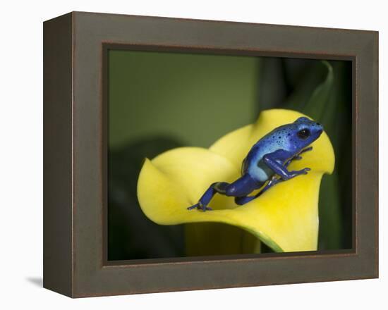 Blue poison dart frog-Maresa Pryor-Framed Premier Image Canvas