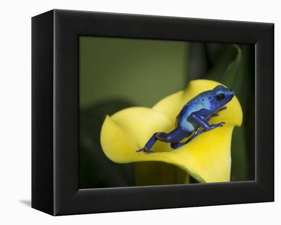 Blue poison dart frog-Maresa Pryor-Framed Premier Image Canvas