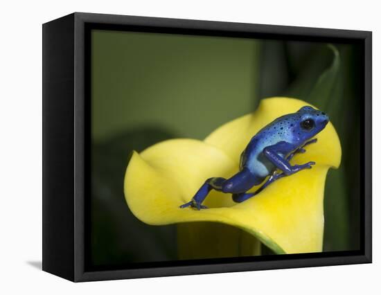 Blue poison dart frog-Maresa Pryor-Framed Premier Image Canvas