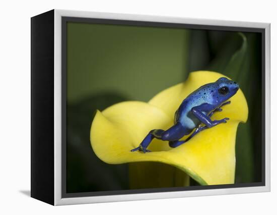 Blue poison dart frog-Maresa Pryor-Framed Premier Image Canvas