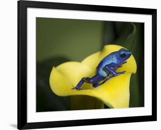 Blue poison dart frog-Maresa Pryor-Framed Photographic Print