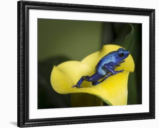 Blue poison dart frog-Maresa Pryor-Framed Photographic Print