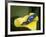 Blue poison dart frog-Maresa Pryor-Framed Photographic Print