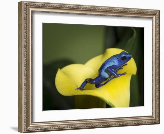 Blue poison dart frog-Maresa Pryor-Framed Photographic Print