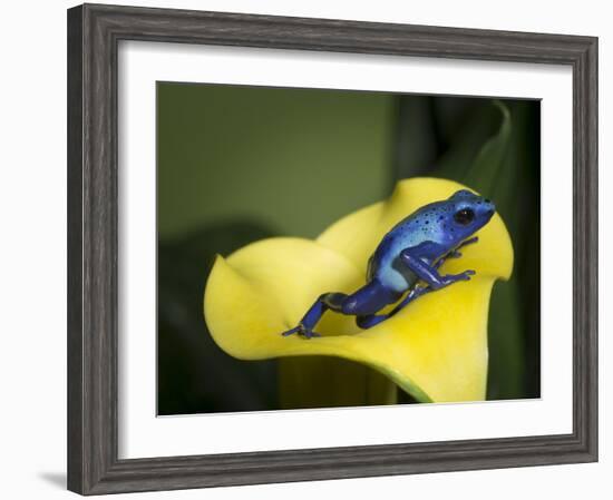 Blue poison dart frog-Maresa Pryor-Framed Photographic Print